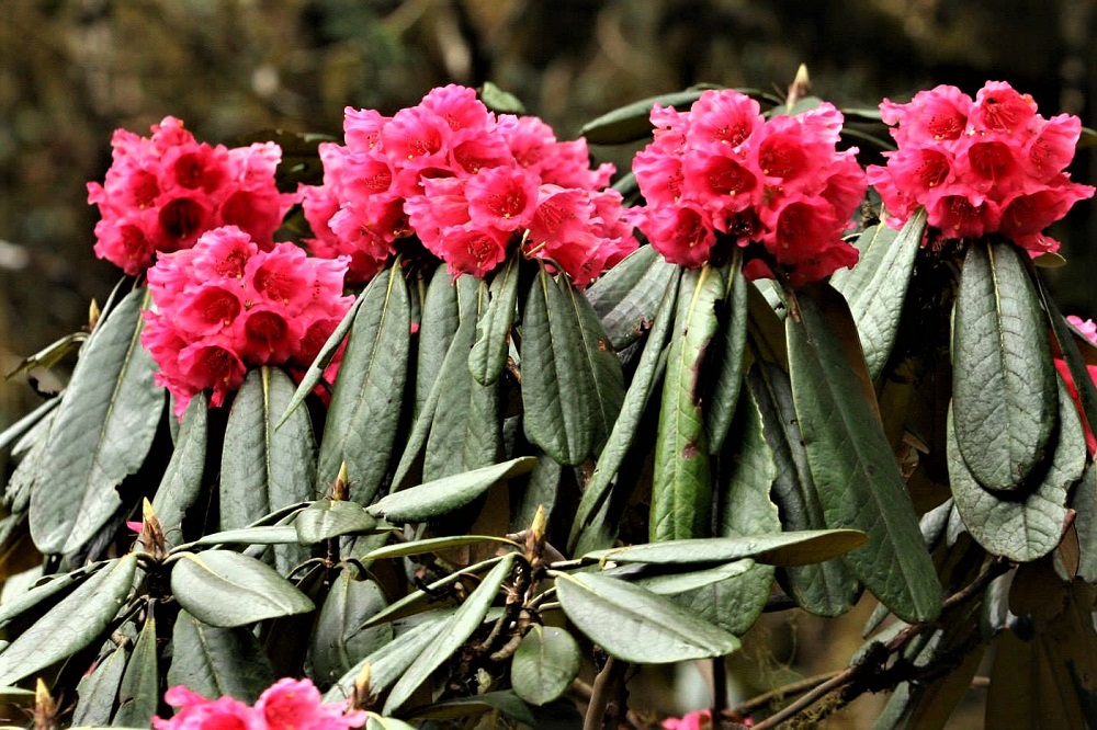 rhododendron-restival-bhutan
