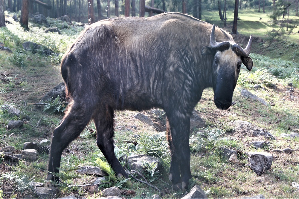 Takin Festival Bhutan