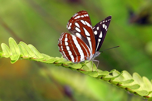 Natural Heritage of Bhutan